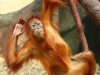 Человекообразные обезьяны – «кружащиеся дервиши» джунглей