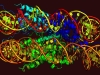 SARS-CoV-2 меняет архитектуру генетического материала клетки 