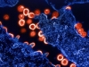 Резервуары «скрытого» ВИЧ в организме образуются еще до постановки диагноза