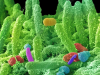 Геномы древних бактерий – источник новых антибиотиков?