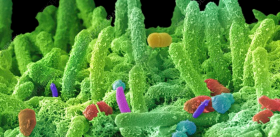 Геномы древних бактерий – источник новых антибиотиков?
