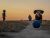 Измерение скорости движения – простой тест на деменцию у собак и не только