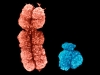 Мужская Y-хромосома полностью «расшифрована»
