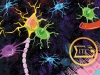 МИЕЛИНовая защита нейрона: все начинается до рождения