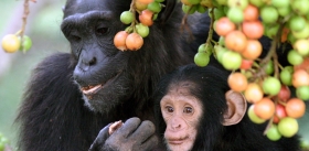 Шимпанзе: есть ли жизнь после климакса? 