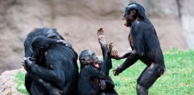 Человек: между мирным бонобо и воинственным шимпанзе?