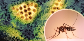 Сочетание двух вирусных инфекций меняет популяционный иммунитет 