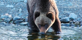 Байкало-Ленский заповедник: «Берег бурых медведей»