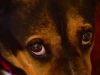 Темные глаза собак – результат отбора на «детскость»?