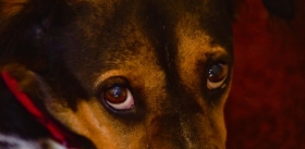 Темные глаза собак – результат отбора на «детскость»?