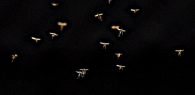 Мотыльки летят на свет… Почему они это делают?