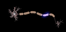 Эффективной миелиновой изоляцией нервов позвоночные обязаны древним ретровирусам