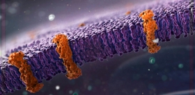 Повреждение мембраны может не убить клетку, а запустить процесс клеточного старения