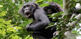 Бонобо, более агрессивные, чем шимпанзе, предпочитают войне любовь