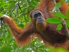Орангутан вылечил рану с помощью средства традиционной медицины