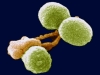 Патоблокаторы: не убивают бактерии, а инактивируют их токсины