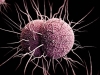 Лихорадка как фактор формирования устойчивости бактерий к антибиотикам
