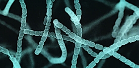 Голодные бактерии способны «съесть» даже «пластик»