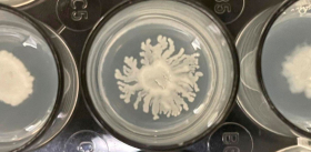 Почвенные бактерии – природные земледельцы 