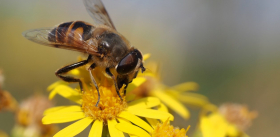 Мухи вместо пчел – для теплиц