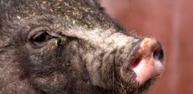 Редактирование генома: новая порода свиней