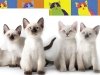 Cats and Genes: 30 Years Later