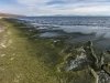 Spirogyra in Lake Baikal: Environmental Emergency.  First-Hand Information