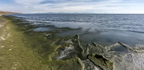 Spirogyra in Lake Baikal: Environmental Emergency.  First-Hand Information